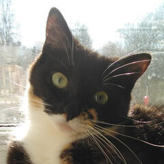 An image of my pet cat, Artemis: a tortoiseshell cat with light green eyes, and white marking on her neck and the bottom half of her muzzle